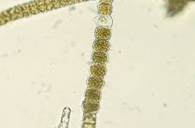 Attēlu rezultāti vaicājumam “Pistillaria sp.”