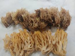 Attēlu rezultāti vaicājumam “Lentaria sp.”