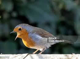 Attēlu rezultāti vaicājumam “Erithacus rubecula”