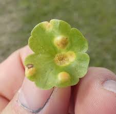 Attēlu rezultāti vaicājumam “Puccinia poarum”