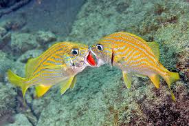 Image result for Haemulon flavolineatum