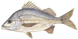 Image result for Haemulon aurolineatum