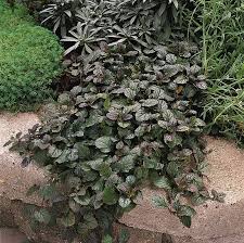 Image result for Ajuga reptans