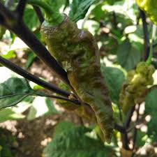 Afbeeldingsresultaat voor biker billy jalapeno hot pepper