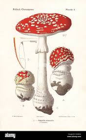 Attēlu rezultāti vaicājumam “Amanita muscaria”