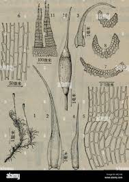 Attēlu rezultāti vaicājumam “Paraleucobryum longifolium”