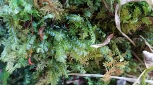 Attēlu rezultāti vaicājumam “Plagiochila porelloides”