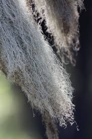 Attēlu rezultāti vaicājumam “Bryoria capillaris”