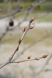 Attēlu rezultāti vaicājumam “Pyrus communis bud”