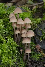 Attēlu rezultāti vaicājumam “Mycena haematopus”
