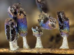 Attēlu rezultāti vaicājumam “Diachea leucopodia young”