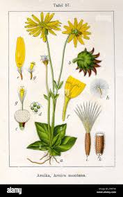 Image result for Arnika