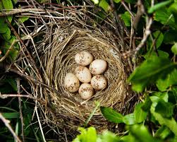 Attēlu rezultāti vaicājumam “Erithacus rubecula eggs”