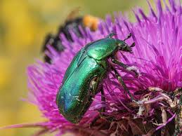 Attēlu rezultāti vaicājumam “Cetonia aurata”