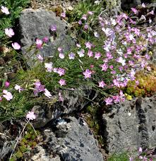 Image result for Steinnelke