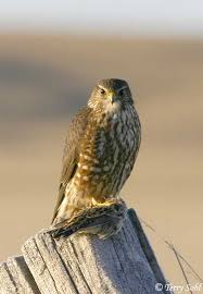 Image result for Falco columbarius