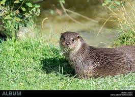 Attēlu rezultāti vaicājumam “Lutra lutra”