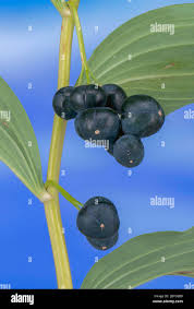 Attēlu rezultāti vaicājumam “Polygonatum multiflorum  fruit”