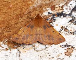 Attēlu rezultāti vaicājumam “Colotois pennaria”