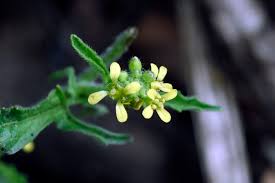 Attēlu rezultāti vaicājumam “Sisymbrium volgense flower”