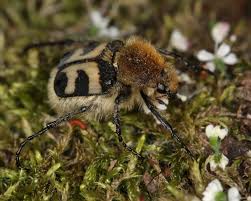 Attēlu rezultāti vaicājumam “Trichius fasciatus imago”