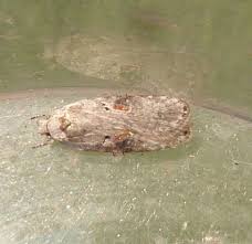 Attēlu rezultāti vaicājumam “Agonopterix ocellana”