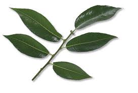Attēlu rezultāti vaicājumam “Salix pentandra leaf”