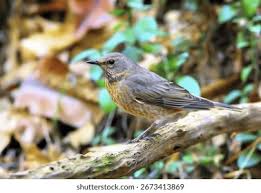 Image result for Turdus naumanni