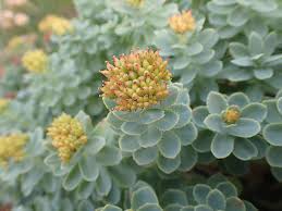 Attēlu rezultāti vaicājumam “Rhodiola rosea flower”