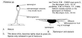 Attēlu rezultāti vaicājumam “Pilobolus crystallinus”