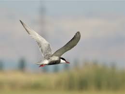Attēlu rezultāti vaicājumam “Chlidonias hybrida adult”