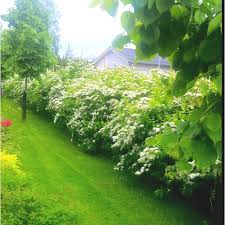Attēlu rezultāti vaicājumam “Spiraea chamaedryfolia”