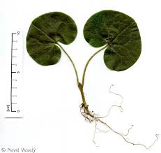 Attēlu rezultāti vaicājumam “Asarum europaeum leaf”