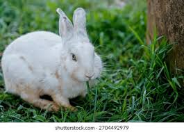 Image result for white rabbit skin texture