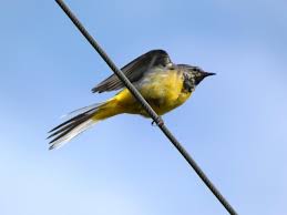 Attēlu rezultāti vaicājumam “Motacilla cinerea”