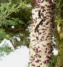 Attēlu rezultāti vaicājumam “Gymnosporangium cornutum”