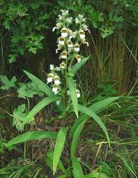 Image result for Digitalis lanata