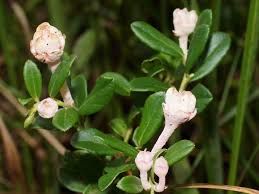 Attēlu rezultāti vaicājumam “Exobasidium vaccinii”