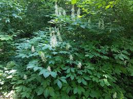 Attēlu rezultāti vaicājumam “Aesculus”