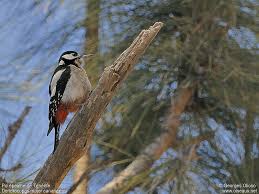 Attēlu rezultāti vaicājumam “Dendrocopos major female”