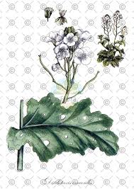 Attēlu rezultāti vaicājumam “Diplotaxis muralis fruit”