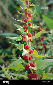 Image result for chenopodium foliosum