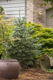 Attēlu rezultāti vaicājumam “Abies koreana”