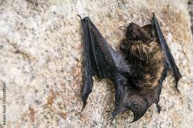 Attēlu rezultāti vaicājumam “Myotis brandtii”