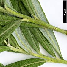 Attēlu rezultāti vaicājumam “Salix lapponum leaf”