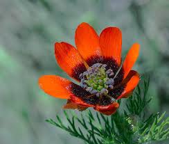 Image result for Adonis aestivalis