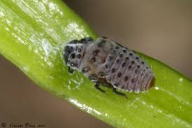 Attēlu rezultāti vaicājumam “Adelges laricis”