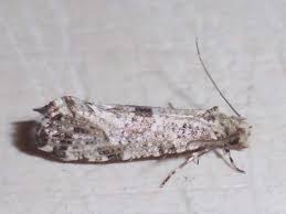 Attēlu rezultāti vaicājumam “Morophaga choragella”