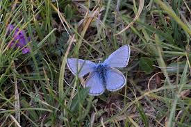 Attēlu rezultāti vaicājumam “Polyommatinae”