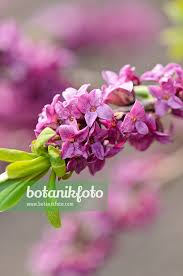 Attēlu rezultāti vaicājumam “Daphne mezereum flower”